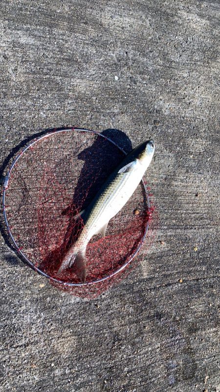 チヌ7枚　自己最高枚数更新